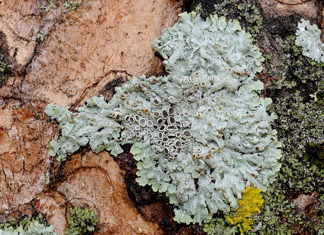 Licheni di Vallombrosa